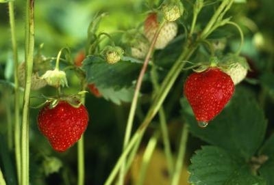 Vad är det bästa gödningsmedlet för jordgubbar?