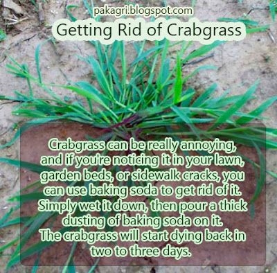 Kuidas tappa Crabgrassit küpsetuspõhjaga