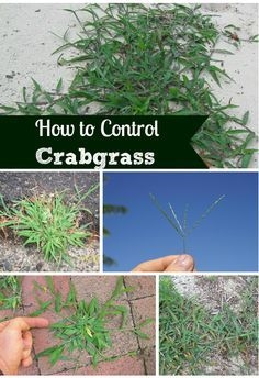 Kako ubiti Crabgrass soda bikarbona