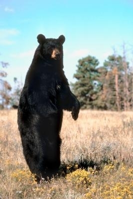 Jak wyczyścić dywanik z niedźwiedzia