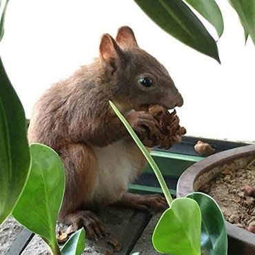 Hoe zelfgemaakt eekhoornvoedsel te maken