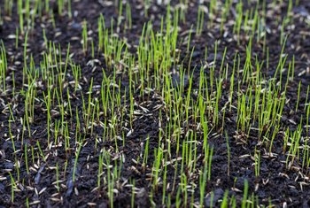 ¿Cuánto tiempo después de usar Weed B Gon puede plantar semillas de hierba?