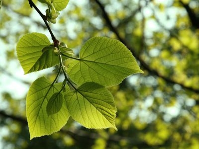 Cómo identificar las hojas de nuez negra o nuez