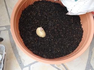 Comment faire pousser une pomme de terre dans un pot