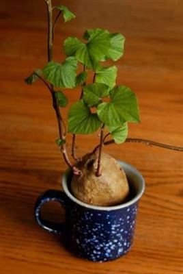 Como cultivar uma batata em uma jarra