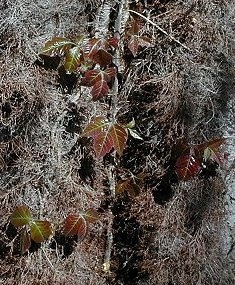 Apa itu Black Spot Poison Ivy?