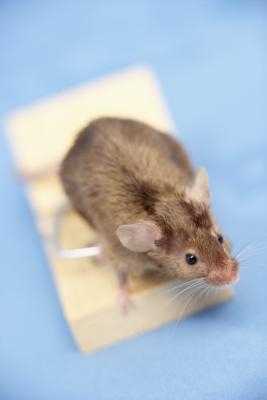 Domácí opravné prostředky pro zabíjení myší