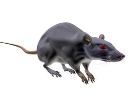 Remedii la domiciliu pentru uciderea șoarecilor
