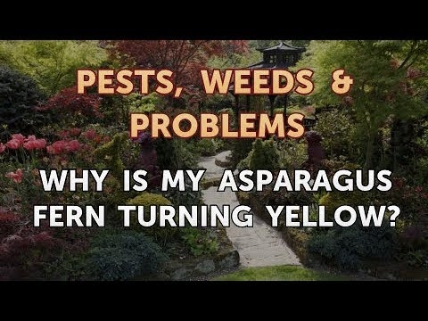 なぜアスパラガスのシダが黄色くなるのですか？