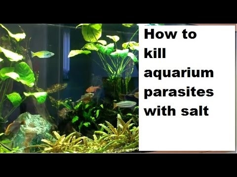 Как убить паразитов и бактерий с помощью соли
