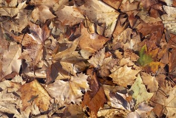 Ce să faci despre frunzele brune pe Hostas