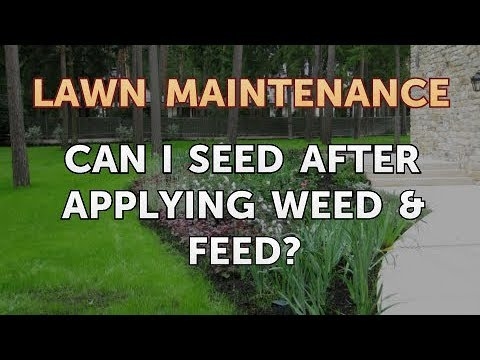Tôi có thể gieo hạt sau khi áp dụng Weed & Feed?