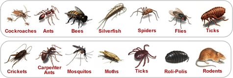 Bagaimanakah saya mengenal pasti Bugs & Beetes yang terdapat dalam Beg Teh?