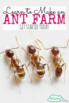 Как да смесите евкалиптово масло за убиване на мравки