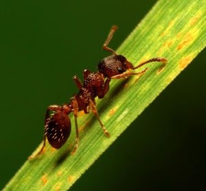 Cómo mezclar aceite de eucalipto para matar hormigas