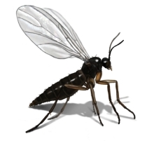 Hvordan bli kvitt små flygende insekter i plenen