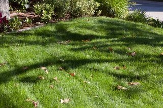 雑草でいっぱいの芝生を修正する方法