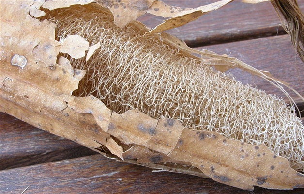 Hvordan plukke og tørke loofah svampe
