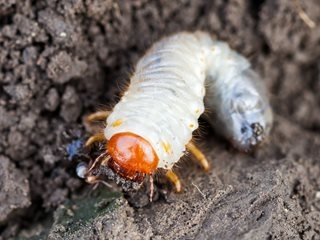 Schlechte Würmer im Gartenboden