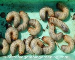 Bad Worms in Garden Soil