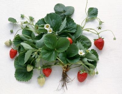 Как да отглеждаме вечни ягоди