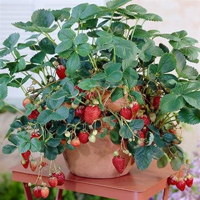 Hoe blijvende aardbeien te kweken