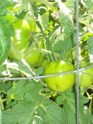 النباتات التي تزرع بالقرب من نباتات الطماطم لمنع الحشرات