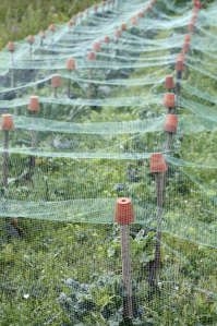 Augi, kurus ir labi stādīt netālu no tomātu augiem, lai novērstu kukaiņus