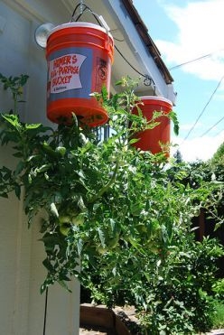 Plantas que são boas para plantar perto de plantas de tomate para prevenir insetos