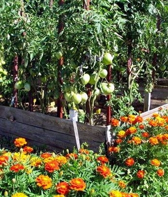 Растения, которые хорошо сажать рядом с томатами для предотвращения насекомых
