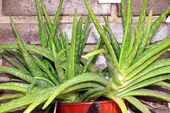 Er Aloe en del af kaktusfamilien?