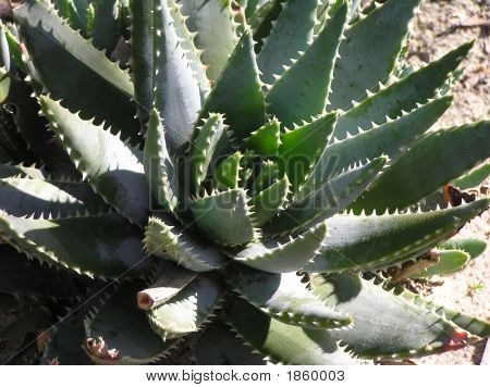 Aloe fait-il partie de la famille des cactus?