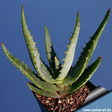 Apakah Aloe Bagian dari Keluarga Kaktus?