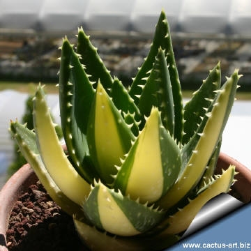 Er Aloe en del av kaktusfamilien?