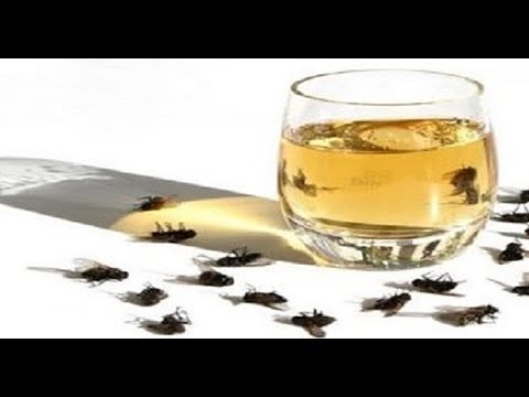 Cum să ucizi Roaches într-o fosa septică