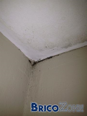 Comment enlever la moisissure des murs et des plafonds