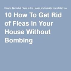 Como se livrar das pulgas sem bombardeio