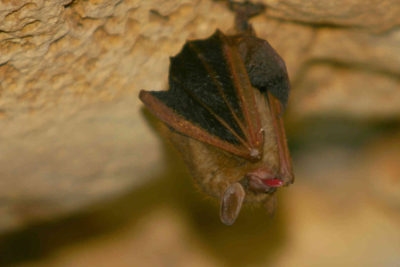 Rimozione degli odori di pipistrello