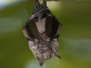 Šikšnosparnių kvapo pašalinimas