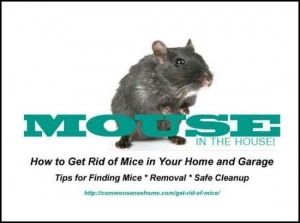 Ako sa zbaviť myší pomocou moču pre mačku