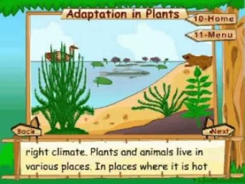 ¿Cómo se adaptan las plantas para conservar el agua?