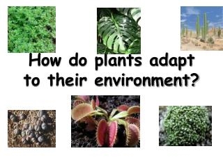 In che modo le piante si adattano per conservare l'acqua?