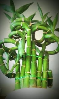 Onnekas bambu ei kasva