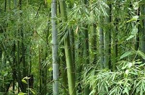 Bambu Keberuntungan Saya Tidak Tumbuh