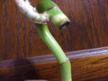Мій щасливий бамбук не росте
