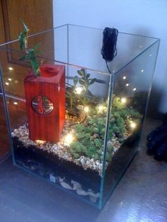 Hogyan készítsünk üvegházat akváriumból
