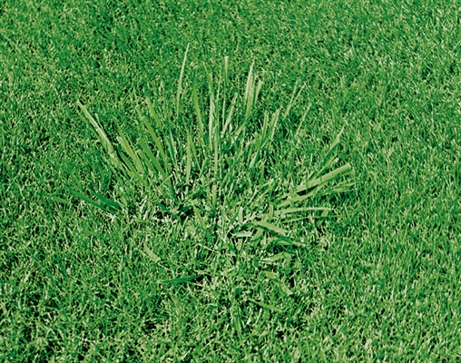 Comment se débarrasser de l'herbe à lame large dans votre pelouse