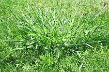 Hur man kan bli av med bredt gräs i din gräsmatta