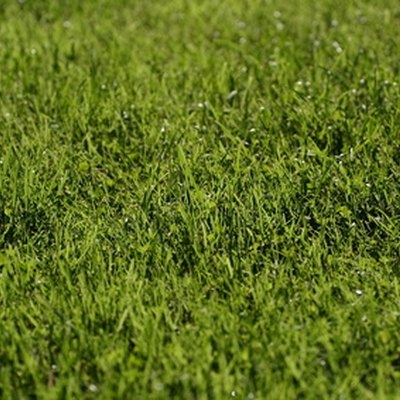 Kiedy mogę nawozić trawnik po posadzeniu nasion trawy?