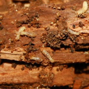 Zdravljenje z boraksom Termite